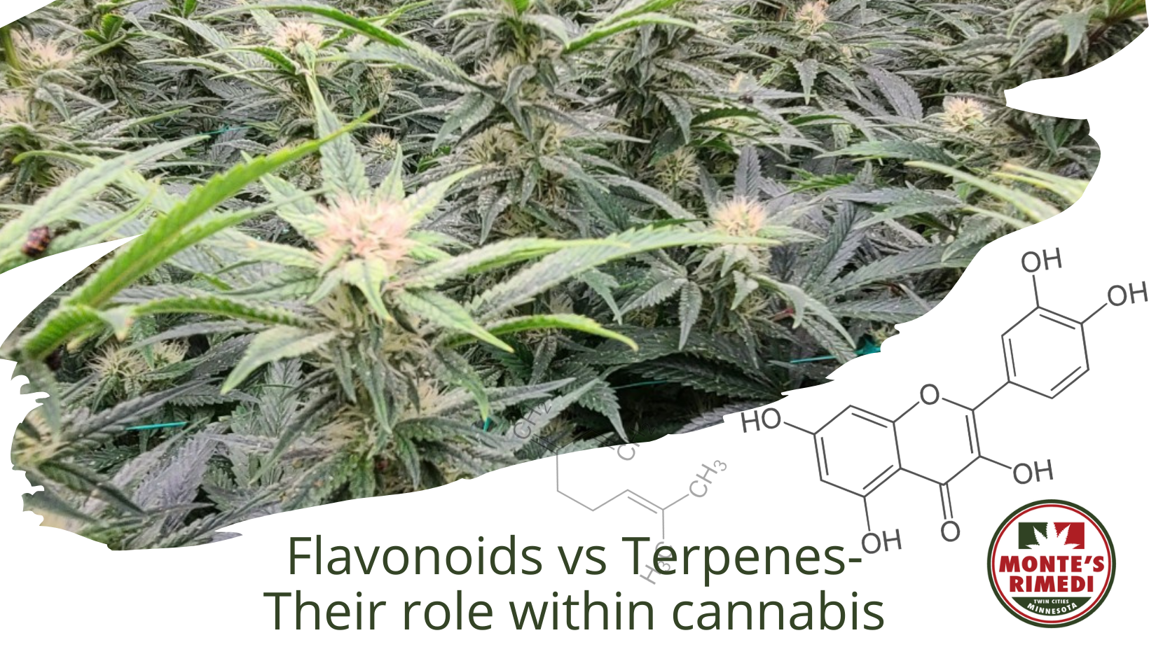 Close up of marijuana plants with the title of the blog: flavonoids vs Terpenes- their role within cannabis